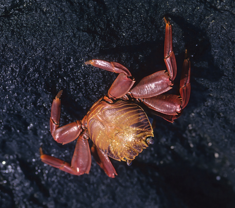 Sally_Lightfoot_Crab_97_Galapagos_006