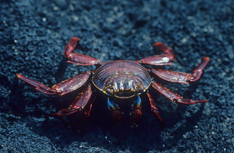 Sally_Lightfoot_Crab_97_Galapagos_007