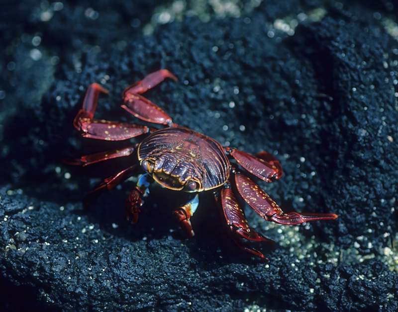 Sally_Lightfoot_Crab_97_Galapagos_009