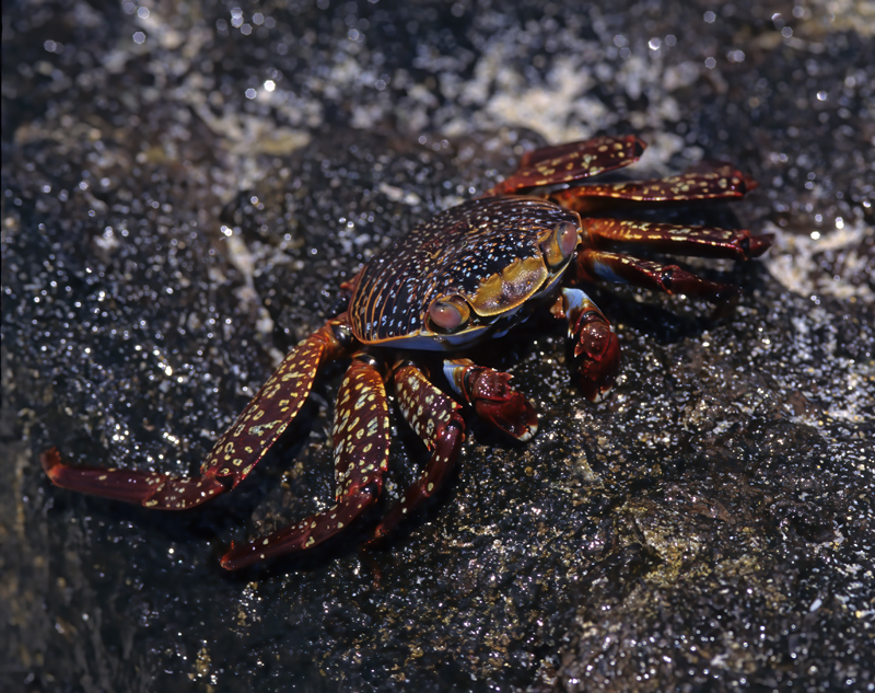 Sally_Lightfoot_Crab_97_Galapagos_010