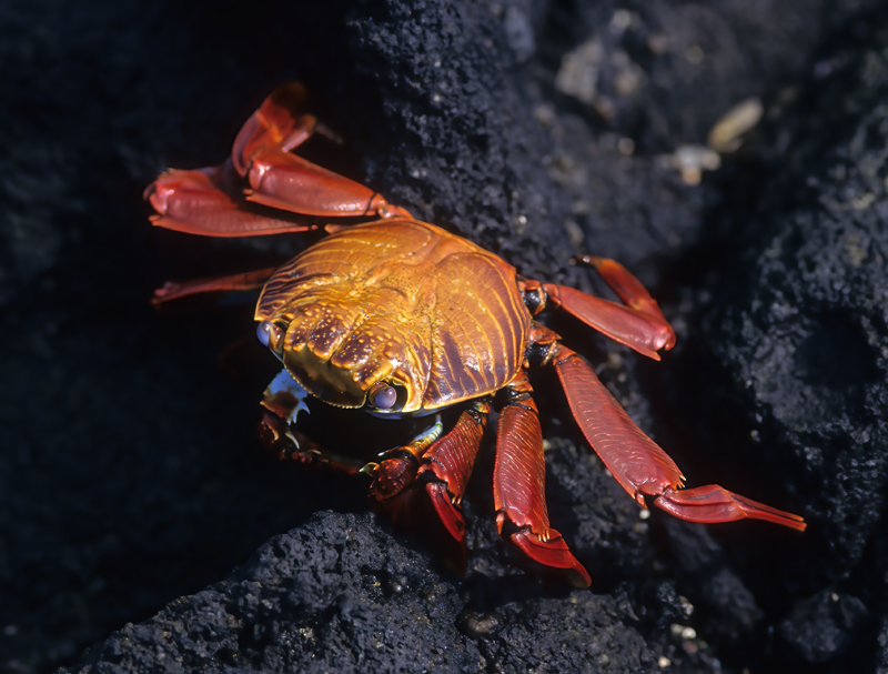 Sally_Lightfoot_Crab_97_Galapagos_011