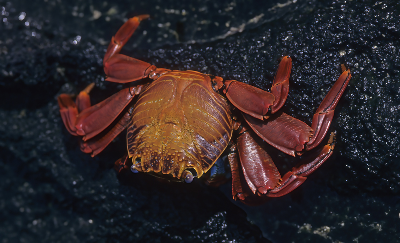 Sally_Lightfoot_Crab_97_Galapagos_012