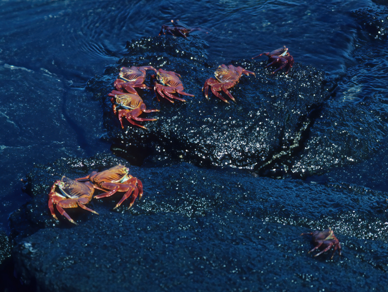 Sally_Lightfoot_Crab_97_Galapagos_013