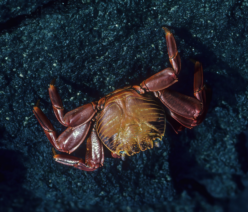 Sally_Lightfoot_Crab_97_Galapagos_014