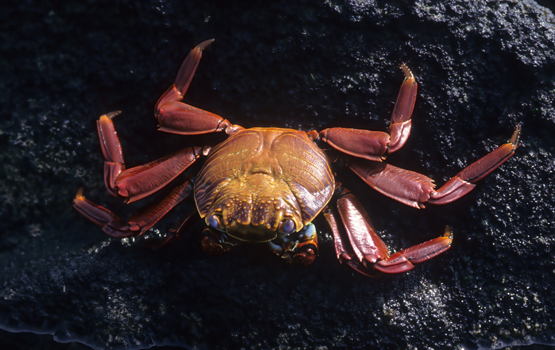 Sally_Lightfoot_Crab_97_Galapagos_015