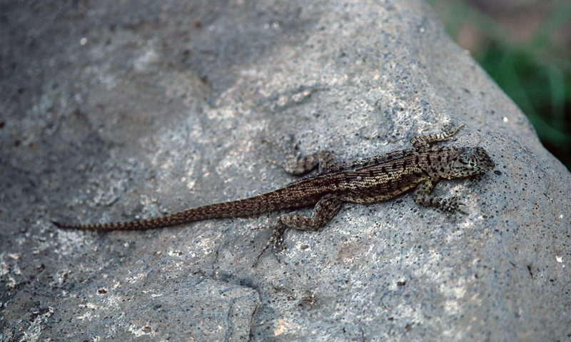 Santiago_Island_Lava_Lizard_97_Galapagos_001