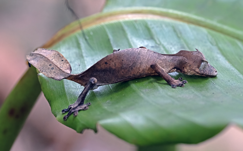 Satanic_Leaf-tailed_Gecko_24_Madagascar_999