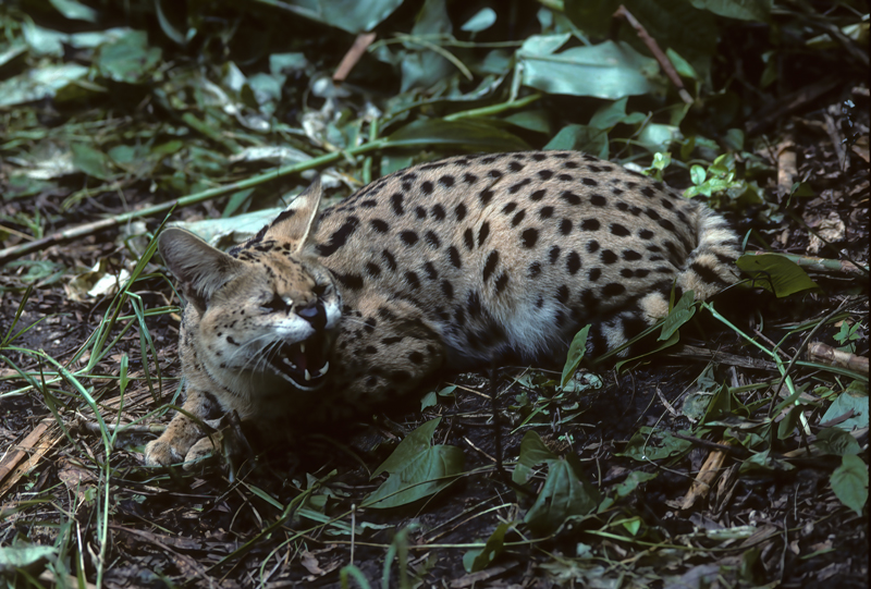 Serval_94_FL_001