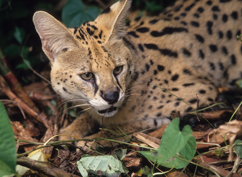 Serval_94_FL_003