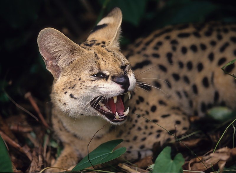 Serval_94_FL_008