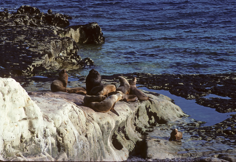 South_American_Sea_Lion_92_Argentina_002