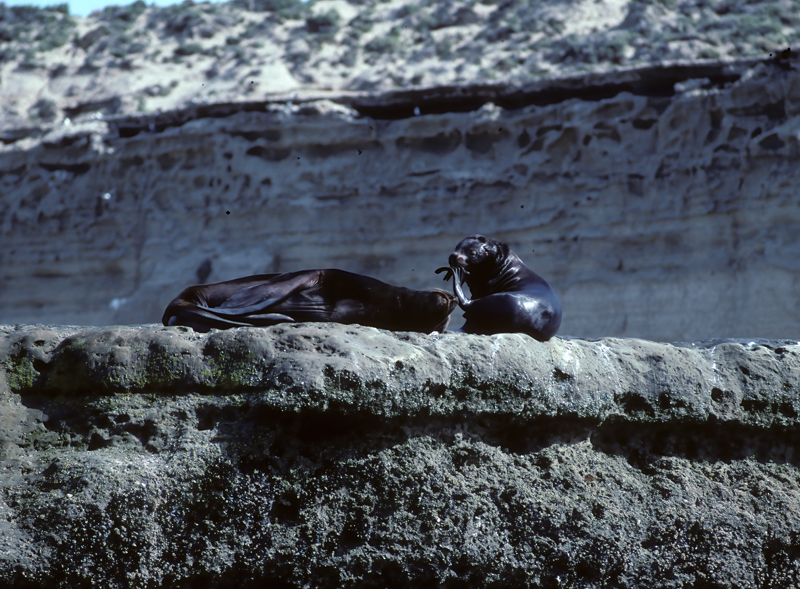 South_American_Sea_Lion_92_Argentina_003