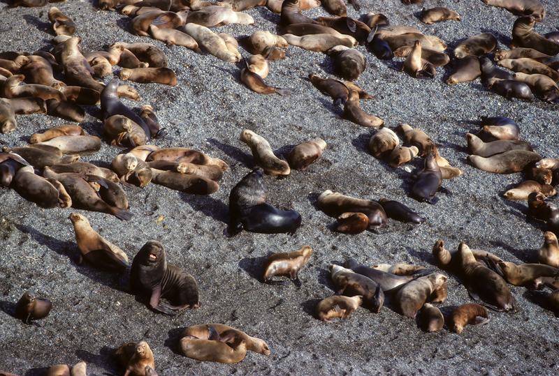 South_American_Sea_Lion_92_Argentina_004