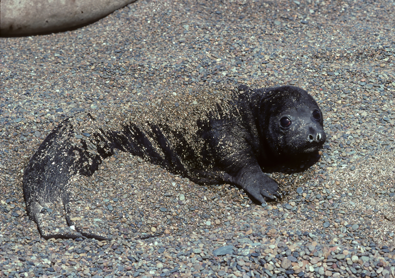 Southern_Elephant_Seal_92_Argentina_002