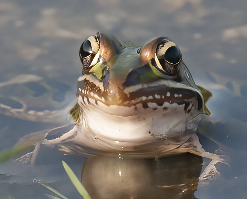 Southern_Leopard_Frog_09_FL_007