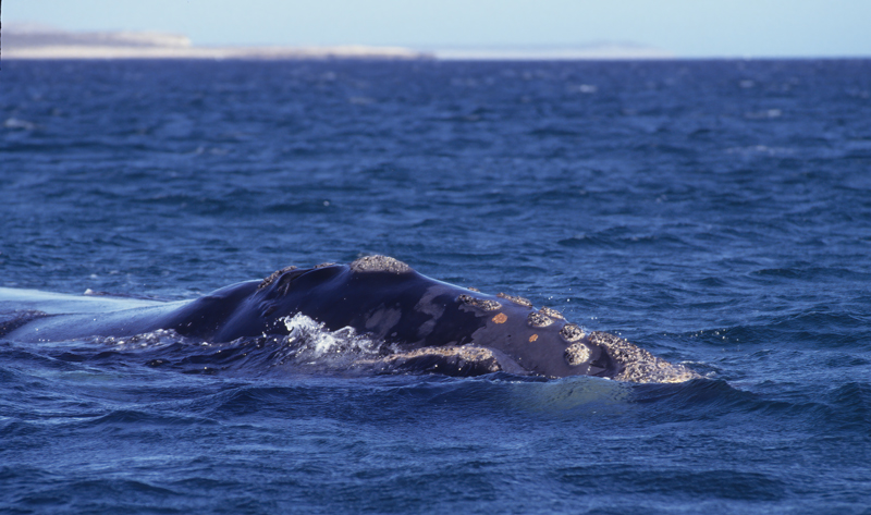 Southern_Right_Whale_92_Argentina_006