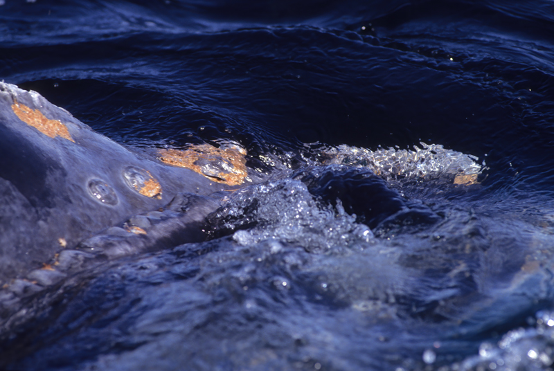 Southern_Right_Whale_92_Argentina_010