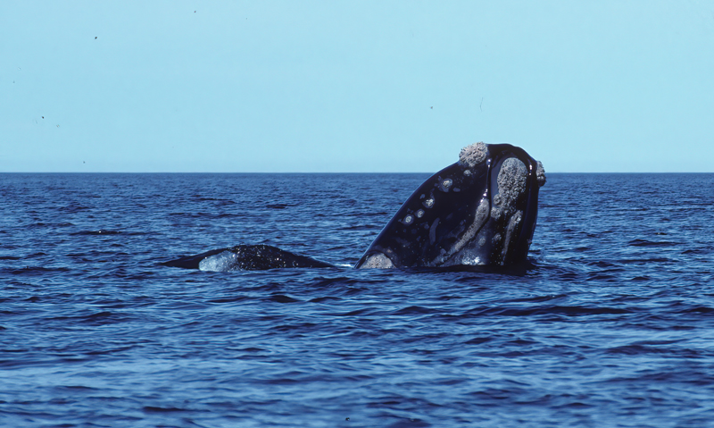 Southern_Right_Whale_92_Argentina_013
