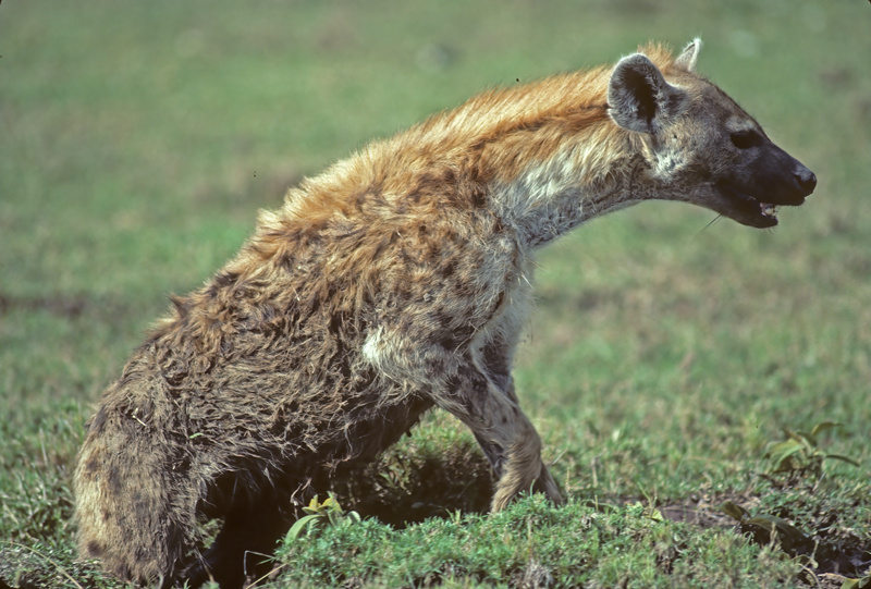 Spotted_Hyena_90_Kenya_001