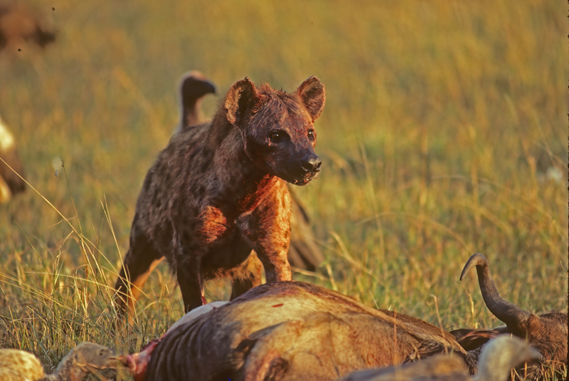Spotted_Hyena_90_Kenya_005