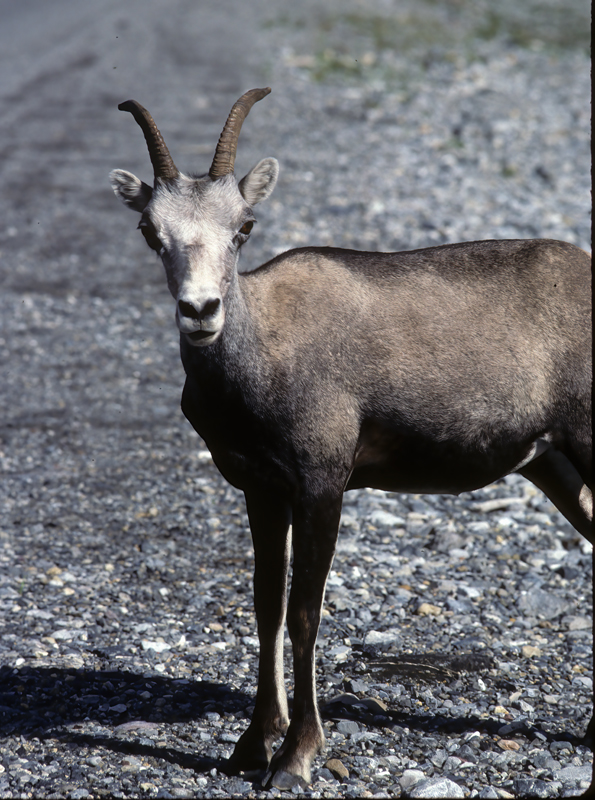 Stone_Sheep_89_BC_Canada_004