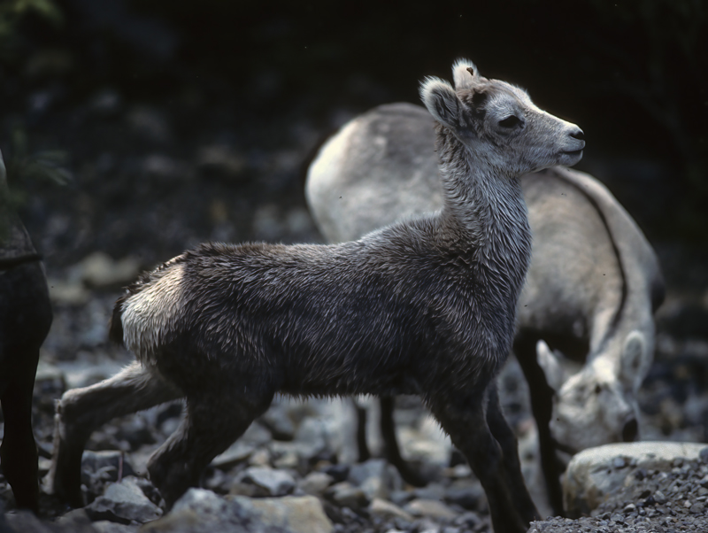 Stone_Sheep_89_BC_Canada_005