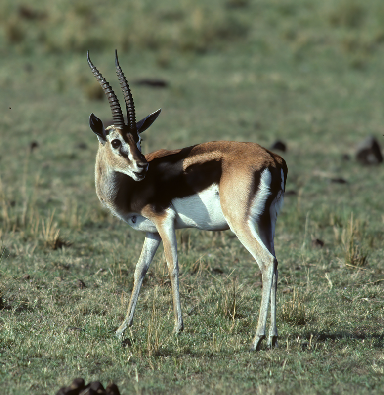 Thomsons_Gazelle_90_Kenya_002