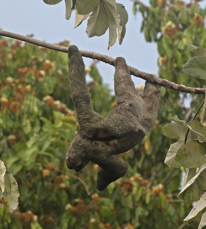 Three_toed_Sloth_17_Costa_Rica_018