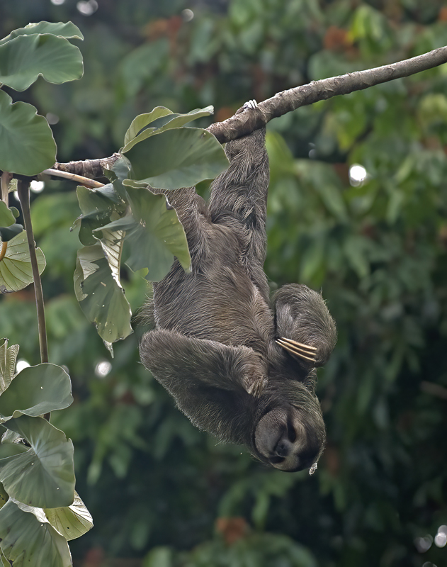 Three_toed_Sloth_17_Costa_Rica_039