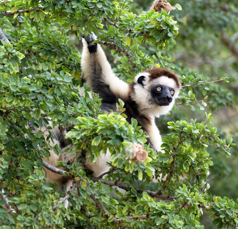Verreauxs_Sifaka_24_Madagascar_059