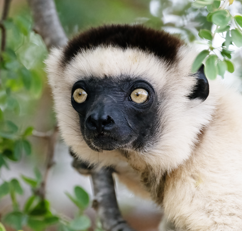 Verreauxs_Sifaka_24_Madagascar_064