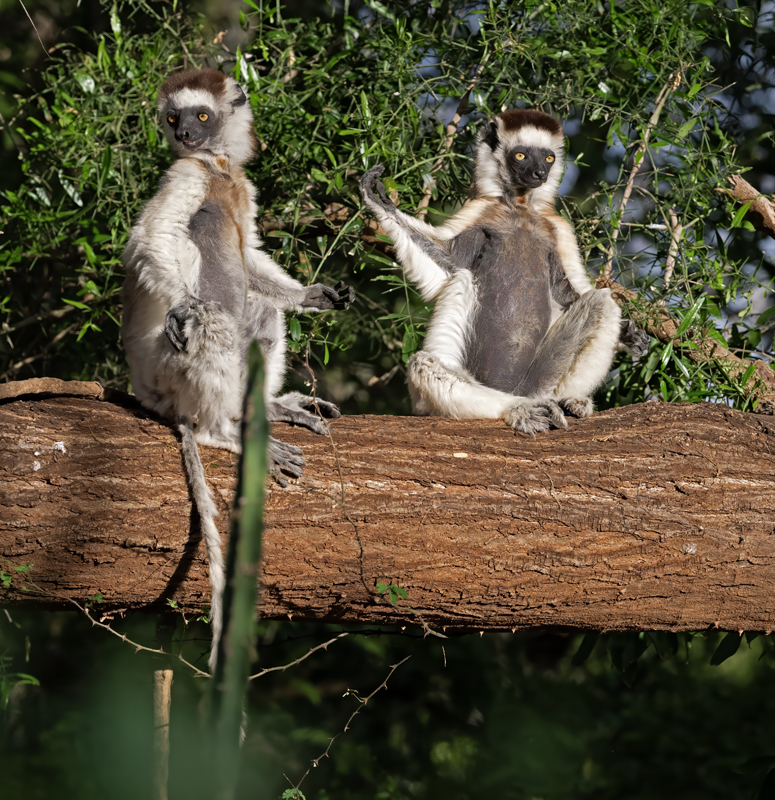 Verreauxs_Sifaka_24_Madagascar_117