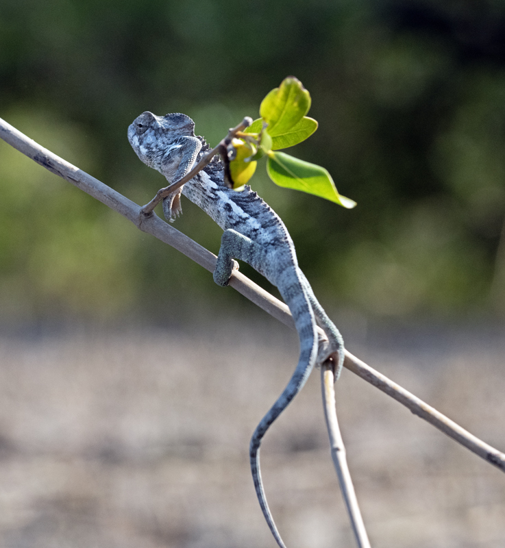 Warty_Chameleon_24_Madagascar_172