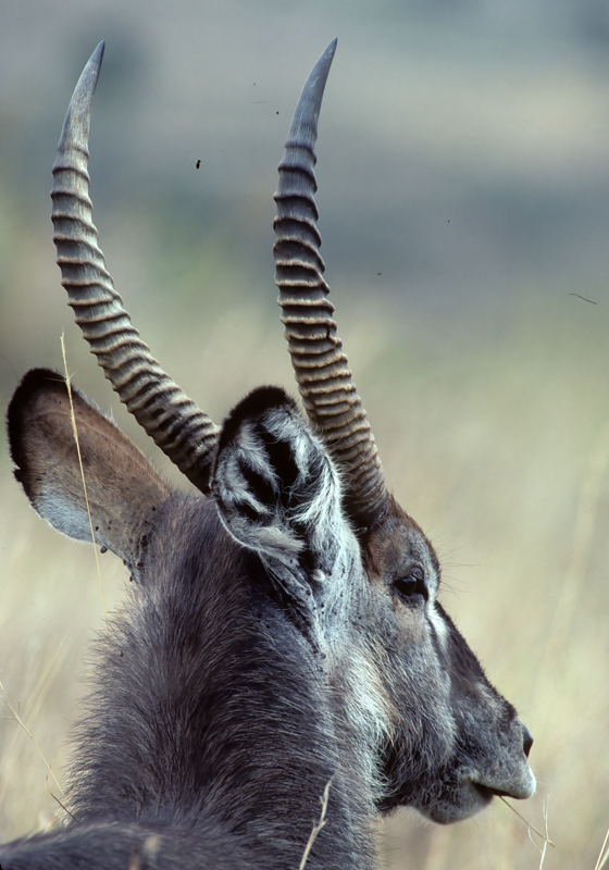 Waterbuck_90_Kenya_002