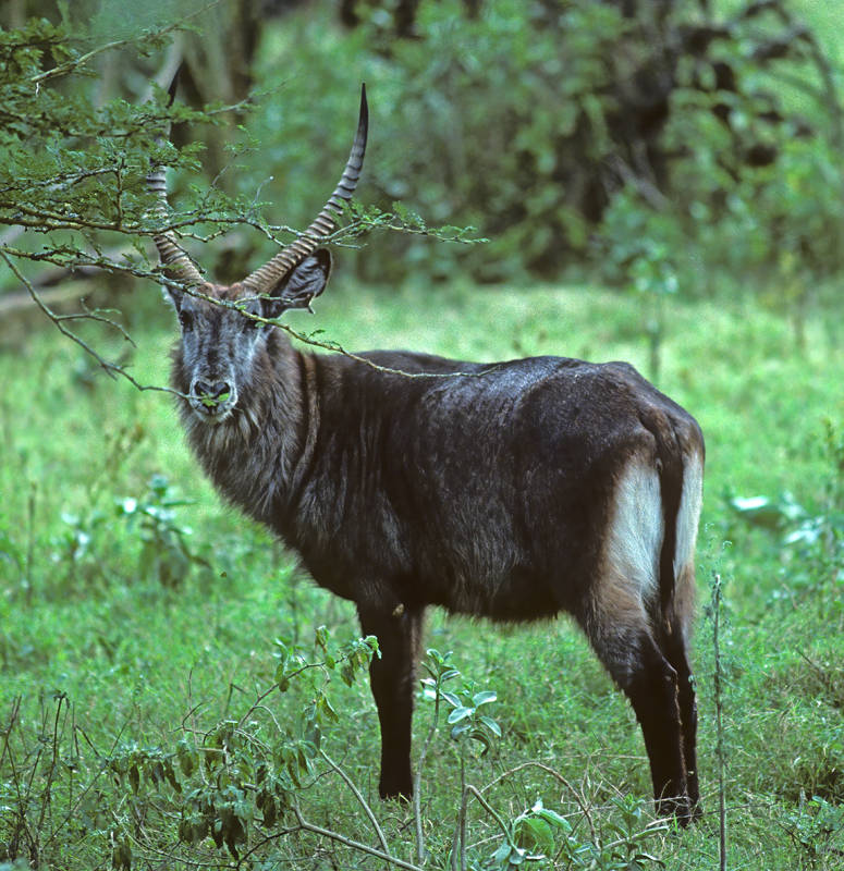 Waterbuck_90_Kenya_004