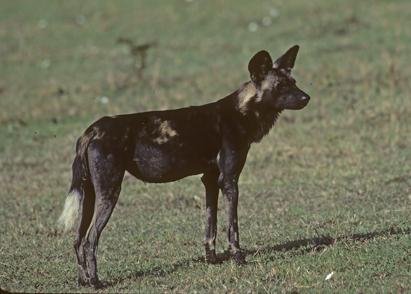 Wild_African_Dog_90_Kenya_005