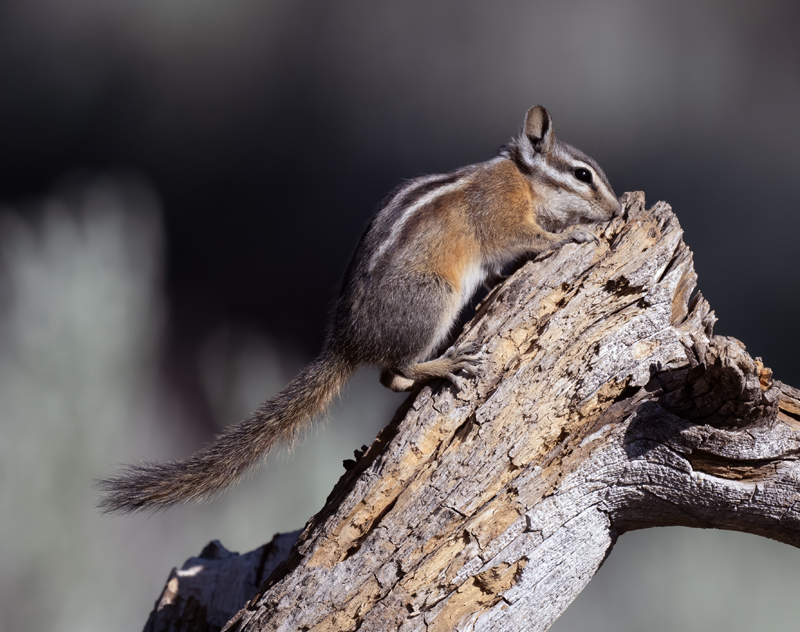 Yellow-pine_Chipmunk_23_CA_L_504