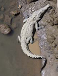 American Crocodile