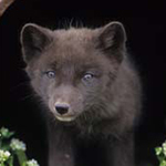 Arctic Fox