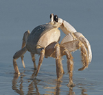 Atlantic Ghost Crab