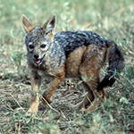 Animal Photo