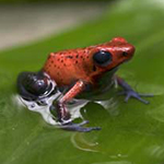 Blue Jeans Poison Dart Frog