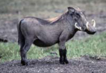 Common Warthog