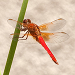 Dragonflies