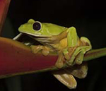 Flying Leaf Frog