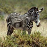 Grevy's Zebra