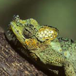 Helmeted Chameleon