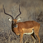 Impala