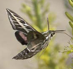 Insects