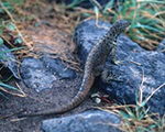 Lava Lizard